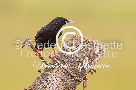 Starling (Sturnus vulgaris)-291