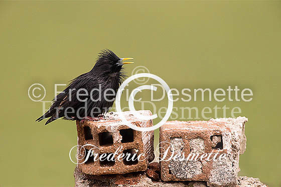 Starling (Sturnus vulgaris)-288
