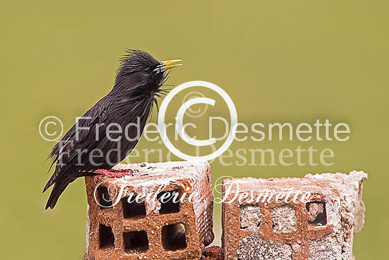 Starling (Sturnus vulgaris)-287