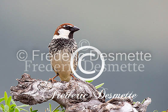 Spannish sparrow 4 (Passer hispaniolensis)