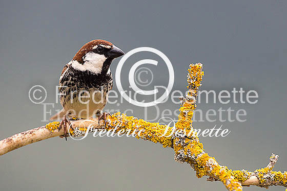 Spannish sparrow 8 (Passer hispaniolensis)
