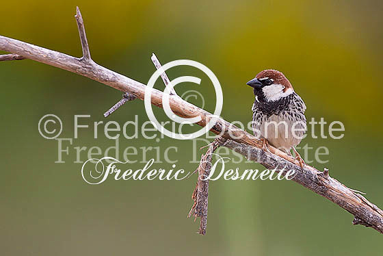 Spannish sparrow 9 (Passer hispaniolensis)