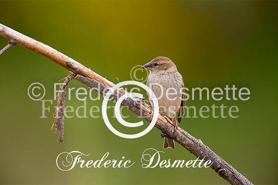 Spannish sparrow 10 (Passer hispaniolensis)