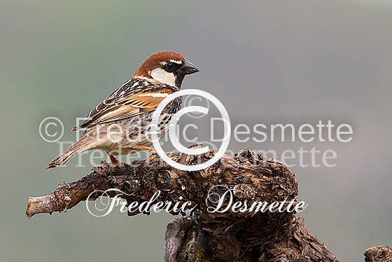 Spannish sparrow 11 (Passer hispaniolensis)