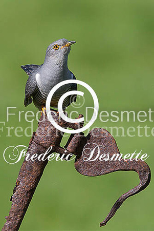 Cuckoo (Cuculus canorus)-165
