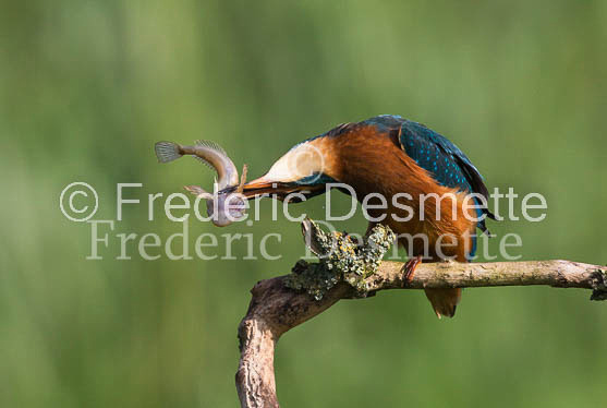 Kingfisher (Alcedo Atthis)-97