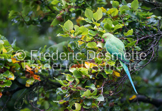 Ring-necked parakeet 18 (Psittacula krameri)