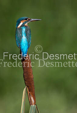 Kingfisher (Alcedo Atthis)-104