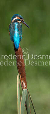 Kingfisher (Alcedo Atthis)-105
