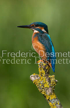 Kingfisher (Alcedo Atthis)-110