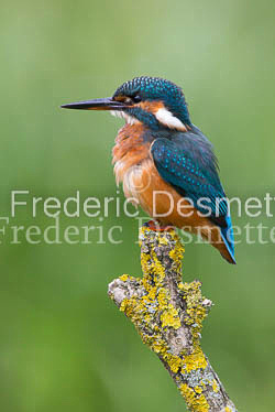 Kingfisher (Alcedo Atthis)-112