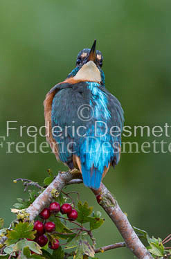 Kingfisher (Alcedo Atthis)-118