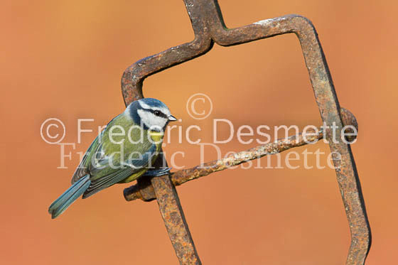 Blue tit (Parus caeruleus)-126
