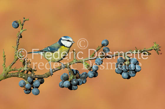 Blue tit (Parus caeruleus)-128