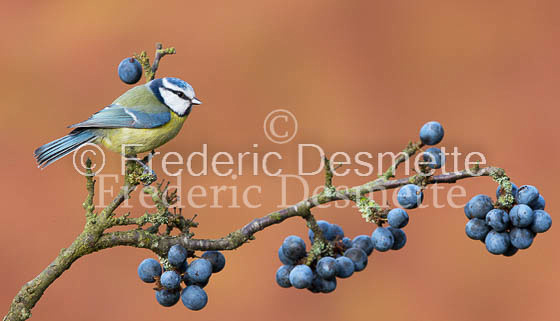 Blue tit (Parus caeruleus)-130