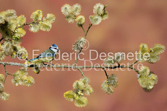 Blue tit (Parus caeruleus)-152