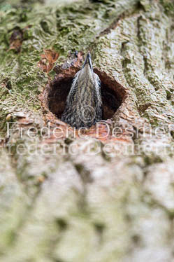 Green woodpecker 14 (Picus viridis)