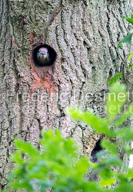 Green woodpecker 12 (Picus viridis)