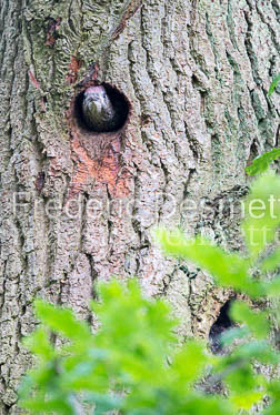 Green woodpecker 11 (Picus viridis)