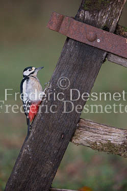 Great spotted woodpecker (Dendrocopos major)-104