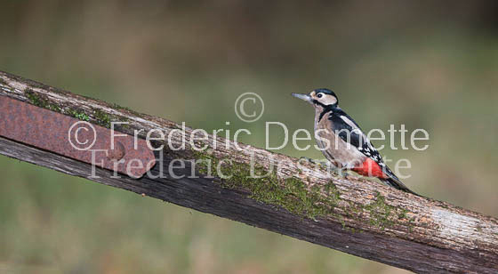 Great spotted woodpecker (Dendrocopos major)-105