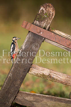 Great spotted woodpecker (Dendrocopos major)-106
