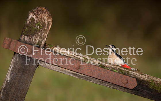 Great spotted woodpecker (Dendrocopos major)-107