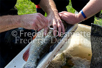 Enviroment agency electric fishing Environement agency taking the scale of a fish 1