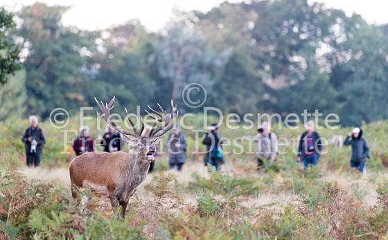 Red deer 982 (Cervus elaphus)