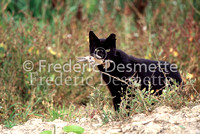Ferral cat 1 (Felis domesticus)