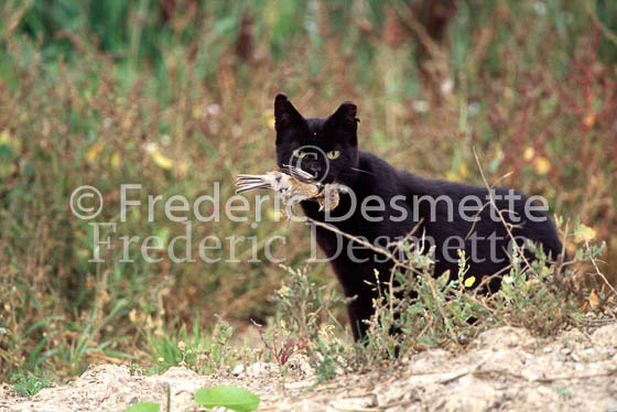 Ferral cat 1 (Felis domesticus)