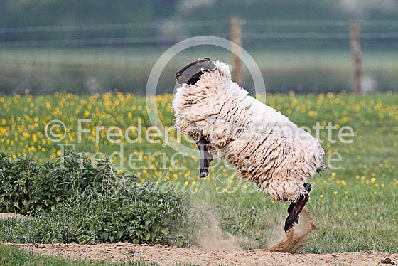 Suffolk sheep 2 (ovis aries)