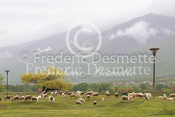 Sheep (Ovis aries) Sheep grassing near the Rhodope mountain