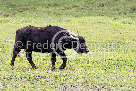 Water buffalo 1 (Bubalus bubalis)