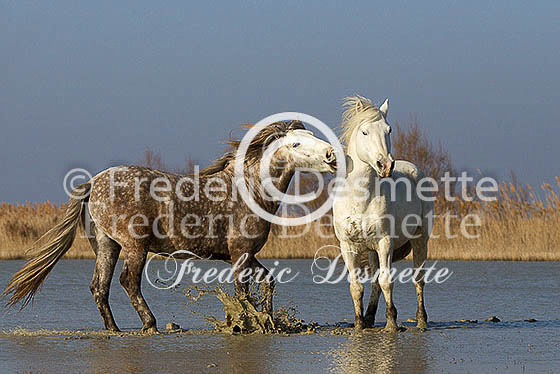 Camargue horse 20 (Equus ferus caballus)