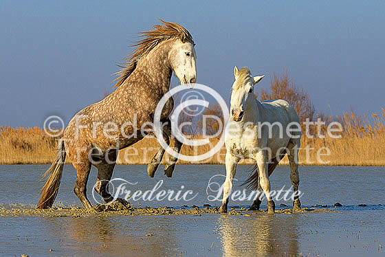 Camargue horse 21 (Equus ferus caballus)
