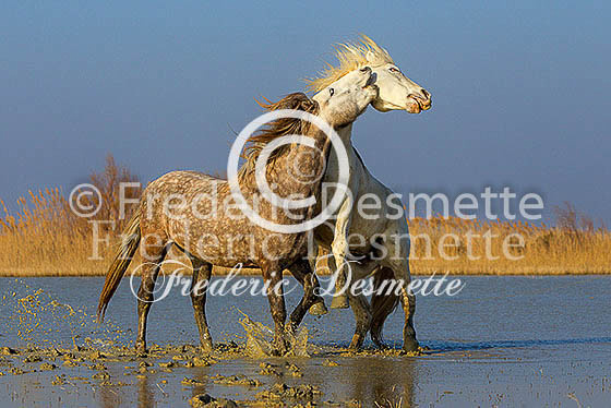 Camargue horse 22 (Equus ferus caballus)