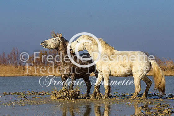 Camargue horse 23 (Equus ferus caballus)