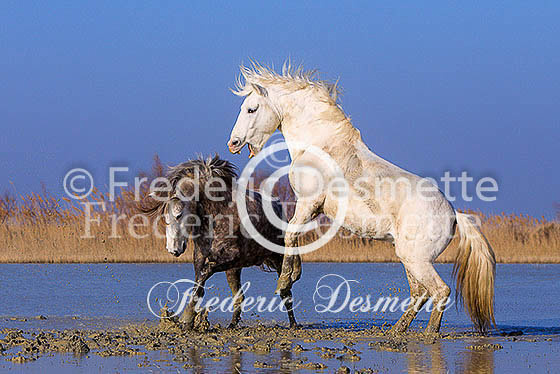 Camargue horse 24 (Equus ferus caballus)
