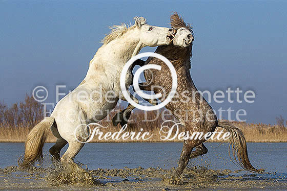 Camargue horse 26 (Equus ferus caballus)