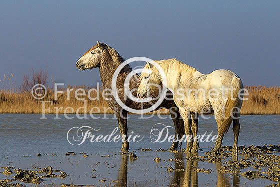 Camargue horse 29 (Equus ferus caballus)