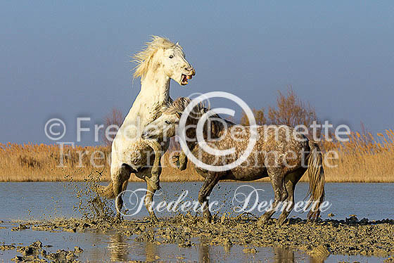 Camargue horse 27 (Equus ferus caballus)