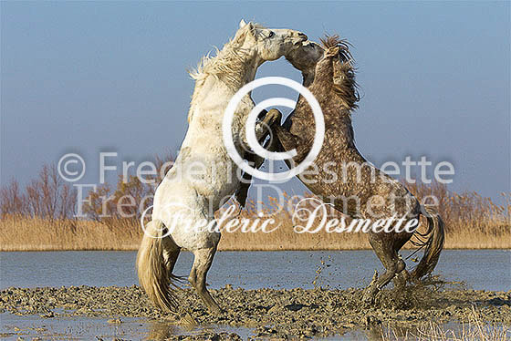 Camargue horse 28 (Equus ferus caballus)
