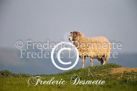 Sheep 7 (Ovis aries)