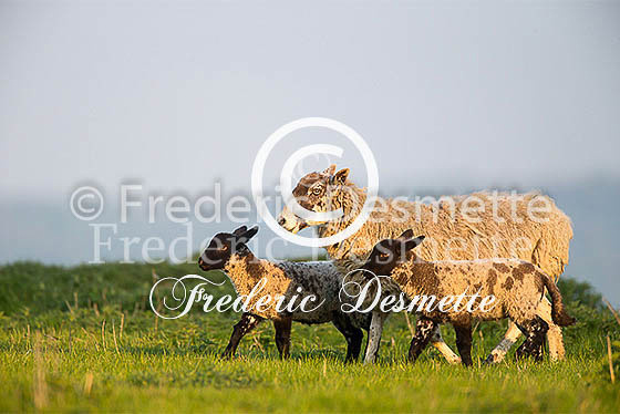 Sheep 6 (Ovis aries)