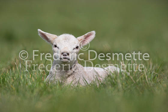 Sheep 16 (Ovis aries)
