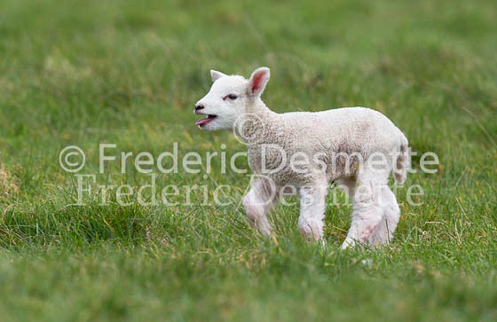 Sheep 13 (Ovis aries)