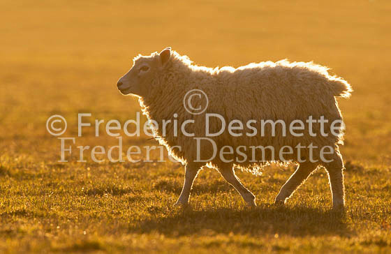 Sheep 36 (Ovis aries)