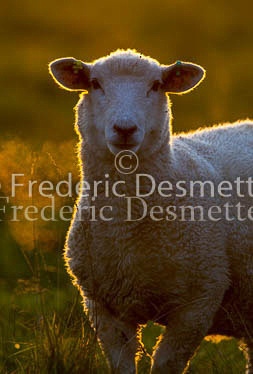 Sheep 41 (Ovis aries)