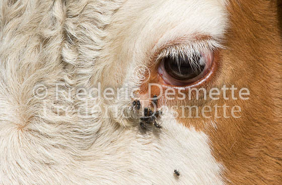 Cattle 28 (Bos primigenius)